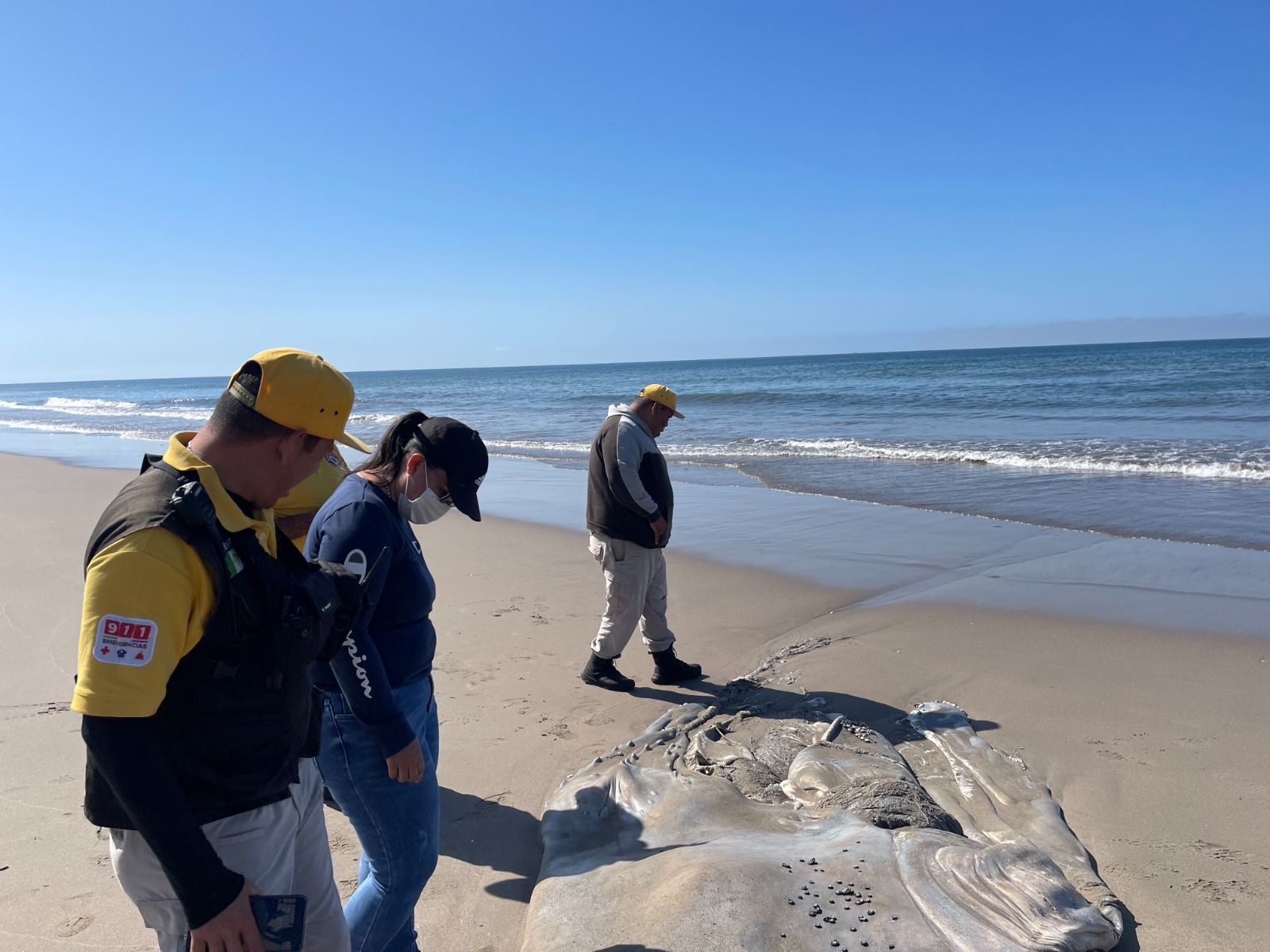 Autoridades atienden hallazgo de ballena sin vida en Playa El Caimanero
